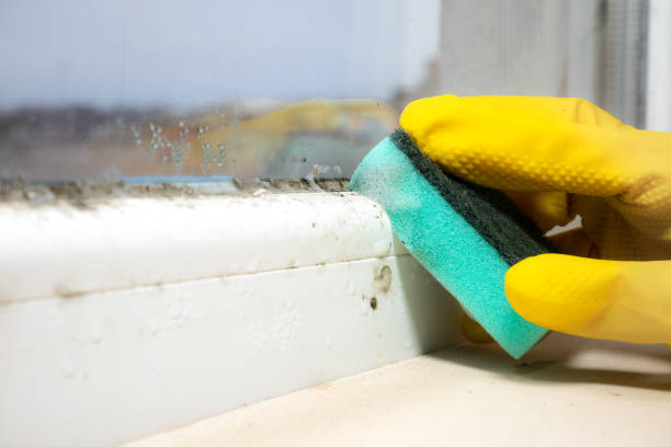 Best Post-Flood Mold Remediation in Springfield, VA