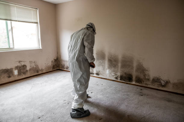 Best Mold Remediation for Specific Building Types in Springfield, VA