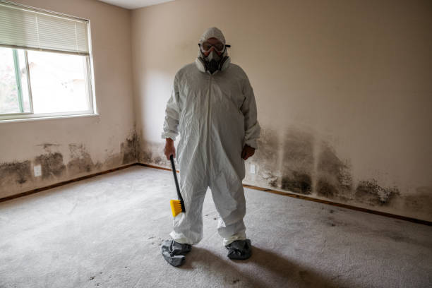 Best Residential Mold Remediation in Springfield, VA